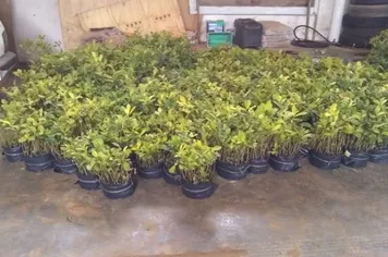 Agricultura Desenvolve Projeto - Erva Mate